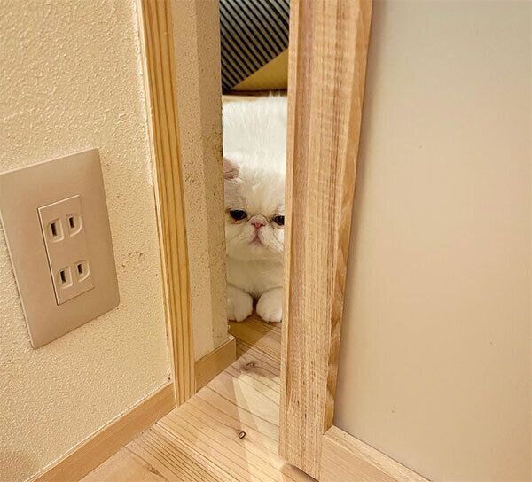 見つめるえーさくくん