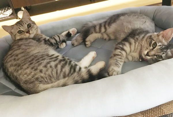 見つめるマンチカン