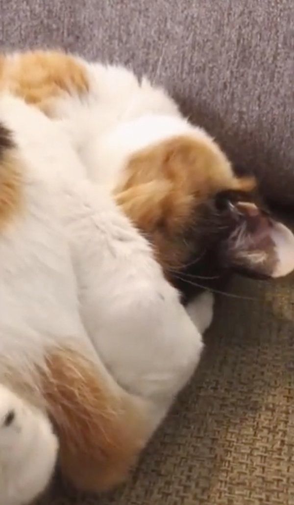 すやすやと眠るまろんちゃん