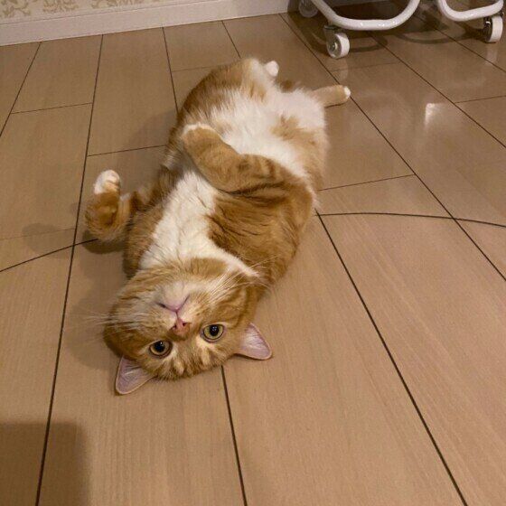 へそ天するスコティッシュフォールド（オス）