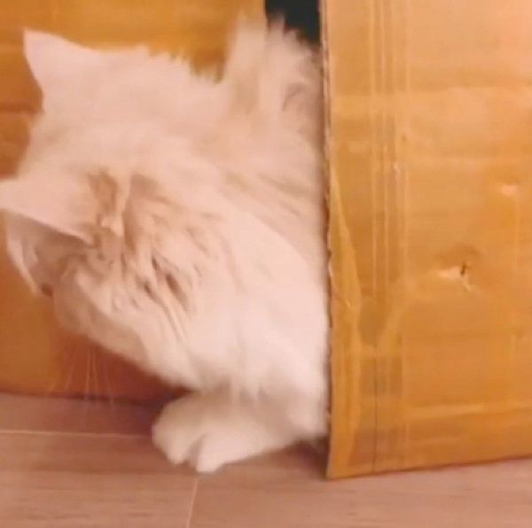 スキマから見せる顔がスゴいミヌエット