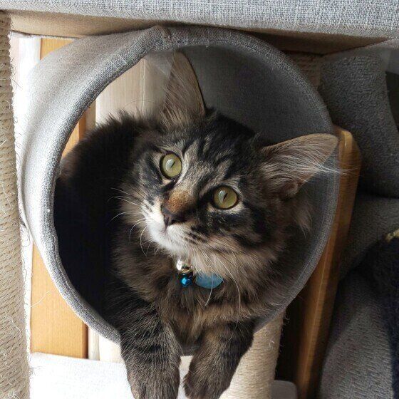 まったりするキジトラ