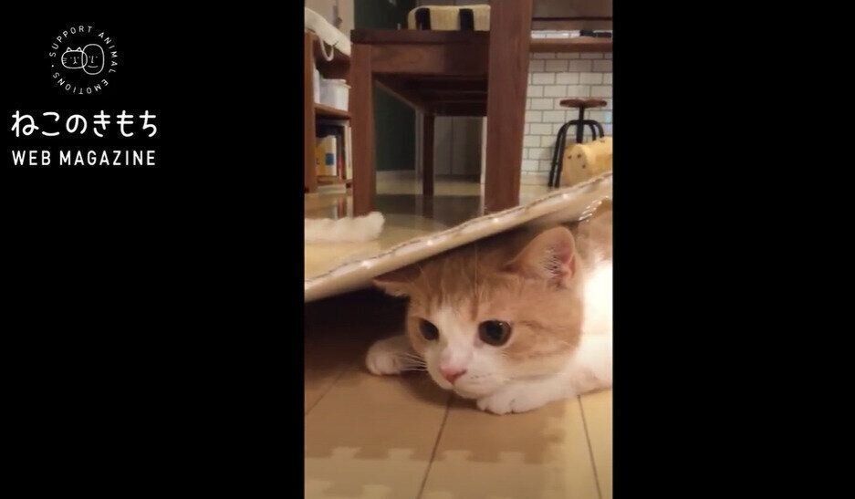 ねこのきもちCHANNEL/いぬねこライター動画部