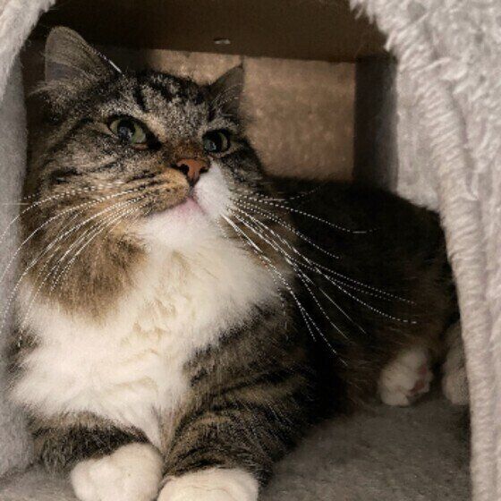 キャットタワーに登るすももちゃん