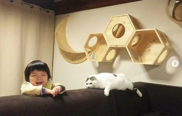 スコティッシュフォールドのライくんと男の子