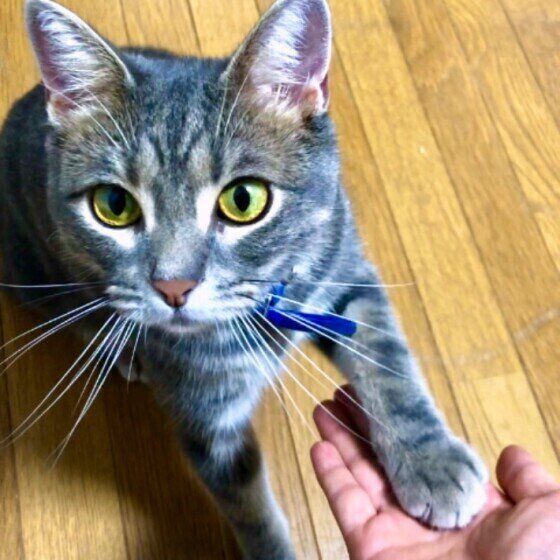 お手をしているミーシャちゃん