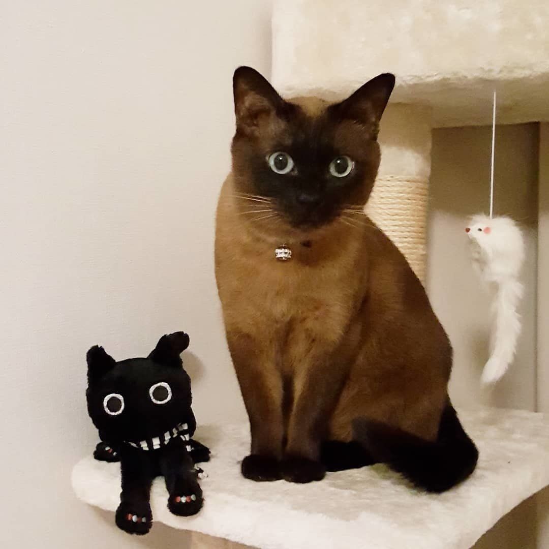 ぬいぐるみと猫