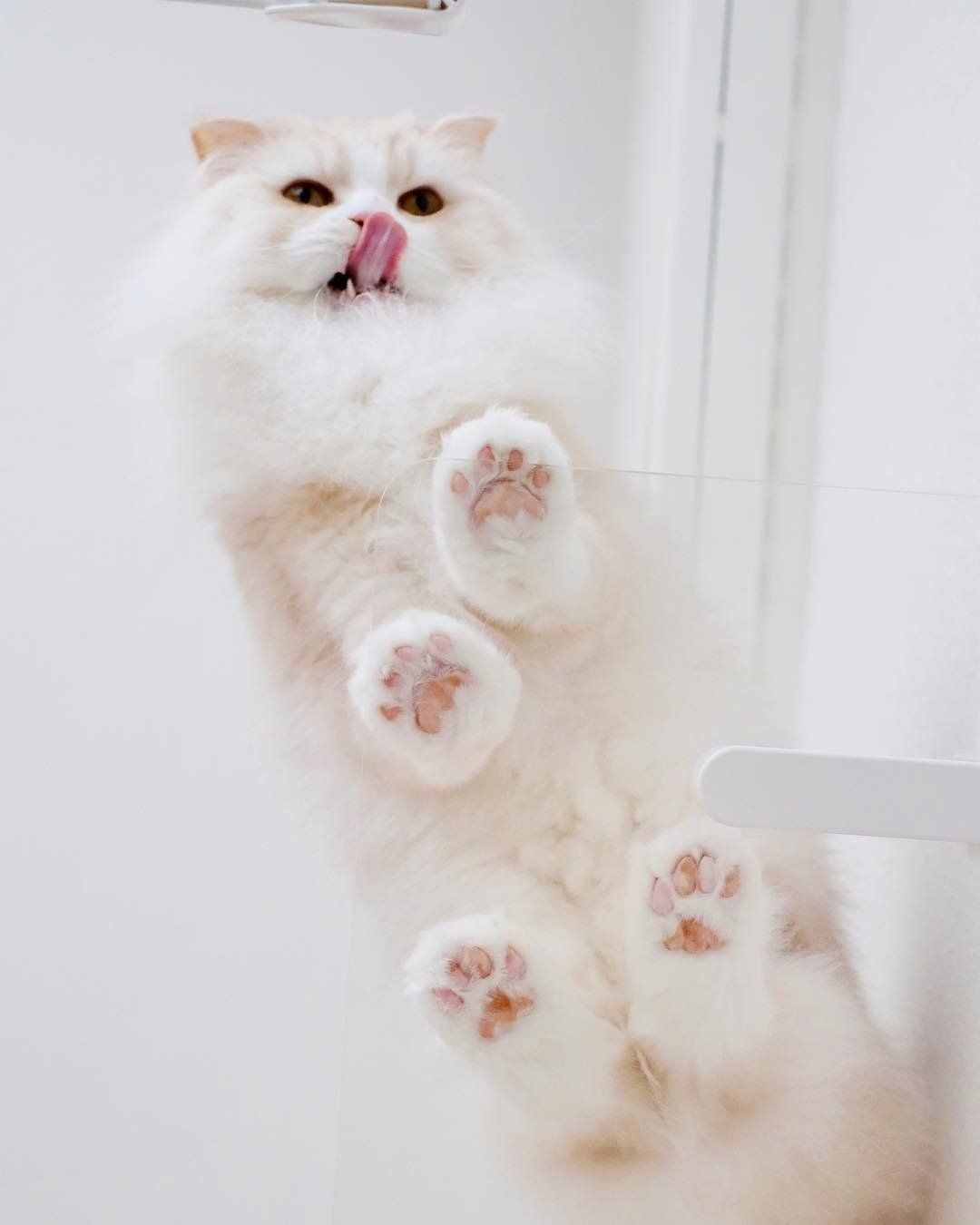 もふもふ金さん