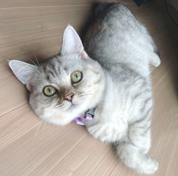 くつろぐしゃんぷーちゃん