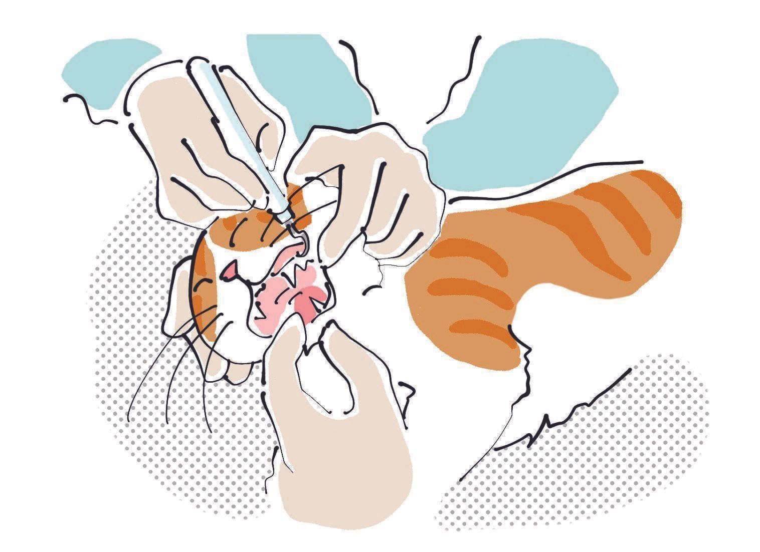 画像／はなさきロージー