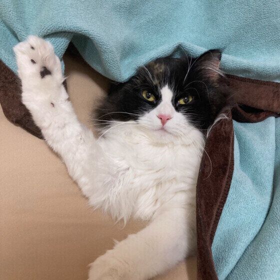 手を上げるマンチカン