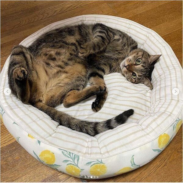 ニトリの猫グッズ