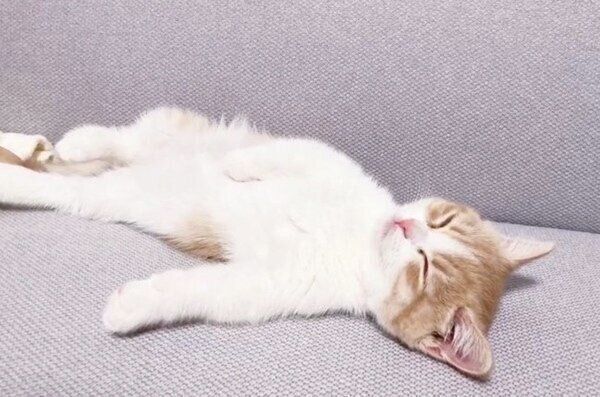 仰向けで大胆に眠るミルくん