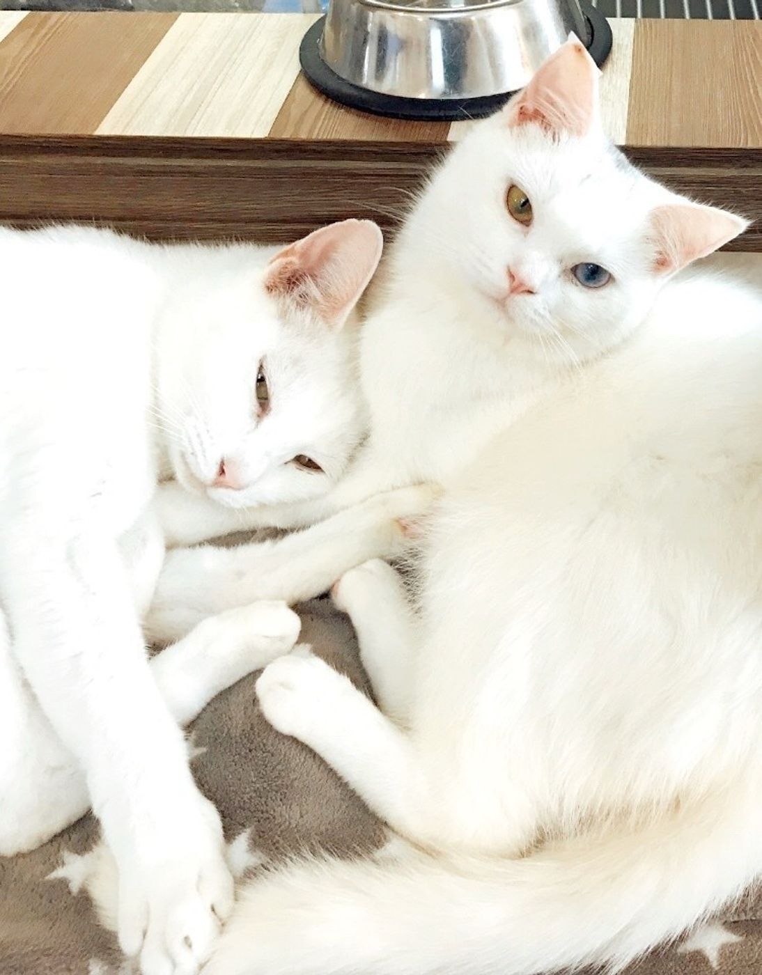 画像つき 猫が 頭突き してくる理由とは シチュエーションごとに判断しよう ねこのきもちweb Magazine 画像つき 猫が 頭突き してくる理由とは シチュエーションごとに判断しよう ねこのきもちweb Magazine