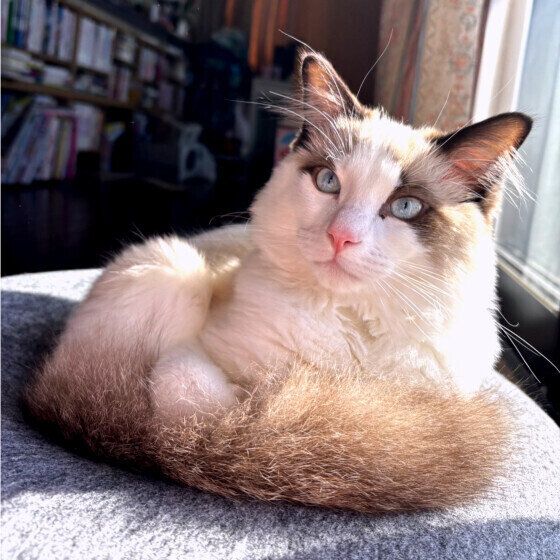 ラグドールのシンバくん♪