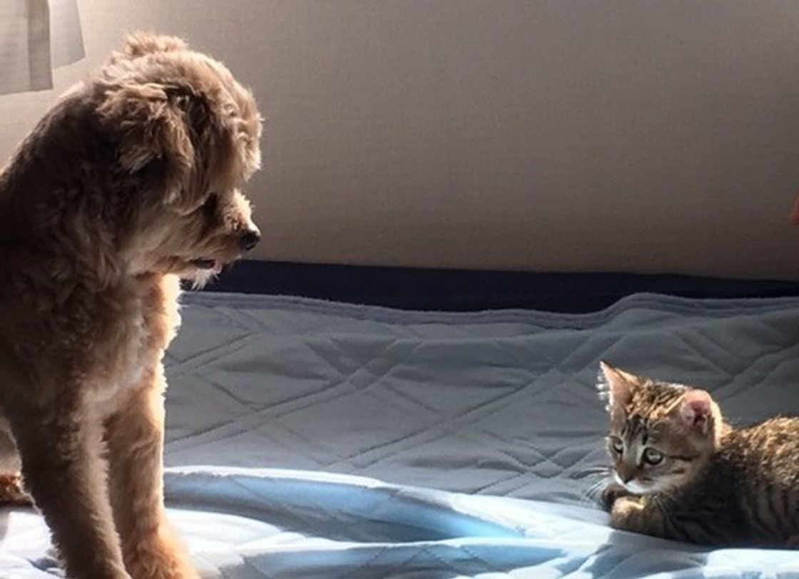 猫も好き 犬も好き でも 猫と犬はこんなに違う とことん比べてみました ねこのきもちweb Magazine 猫も好き 犬も好き でも 猫と犬はこんなに違う とことん比べてみました ねこのきもちweb Magazine