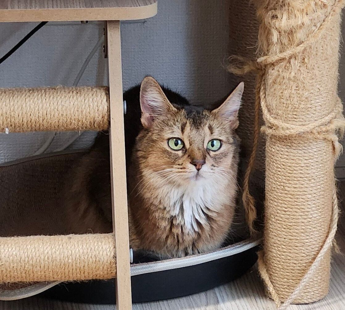 ちんまりとおさまるウェルちゃん