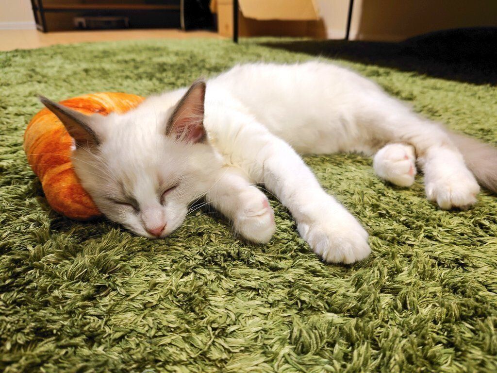 生後4カ月のラグドール