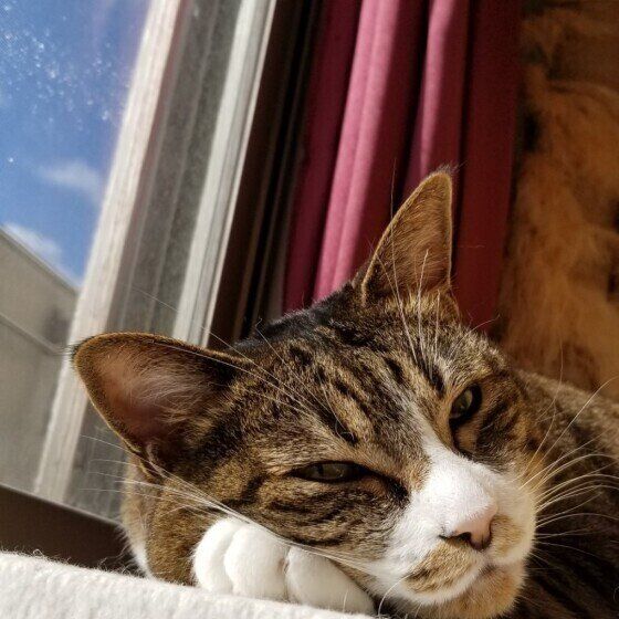 キジトラ猫のとらみちゃん