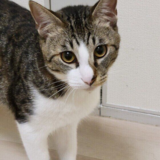 こちらをじっと見るキジトラ