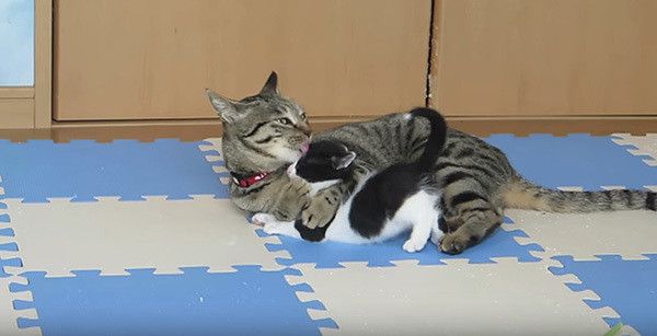 孫を溺愛する猫