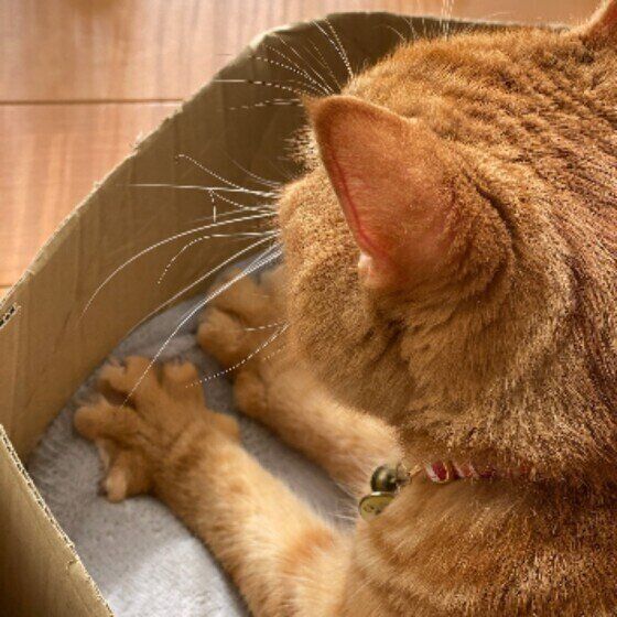 ふみふみする猫