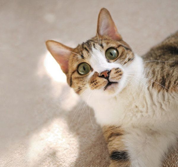 本来の猫とのギャップがありすぎ イマドキ飼い猫 の13の特徴 ねこのきもちweb Magazine