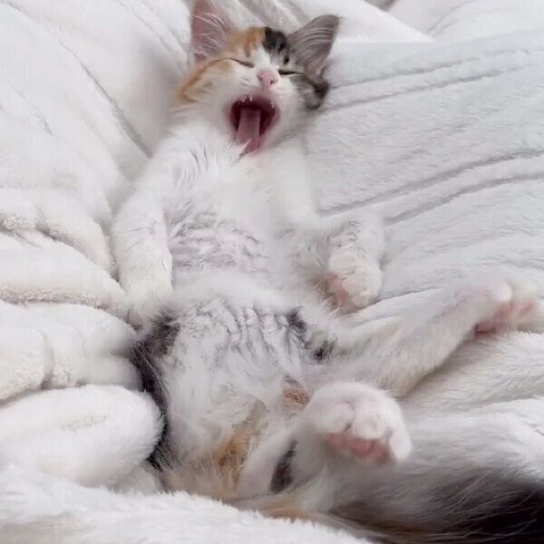 あくびをするうなぎちゃん