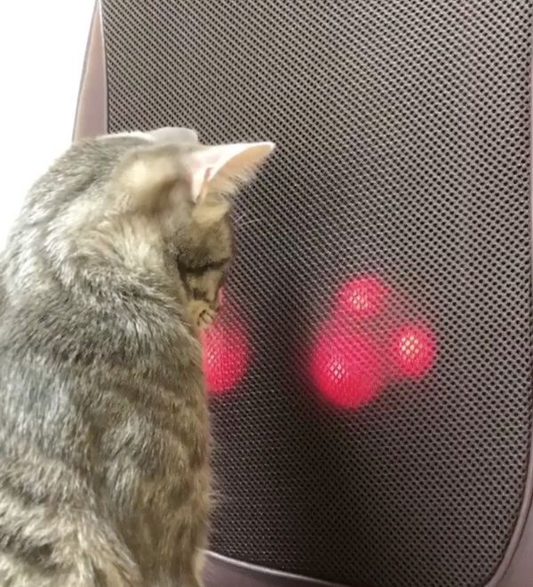 マッサージ機が気になる猫