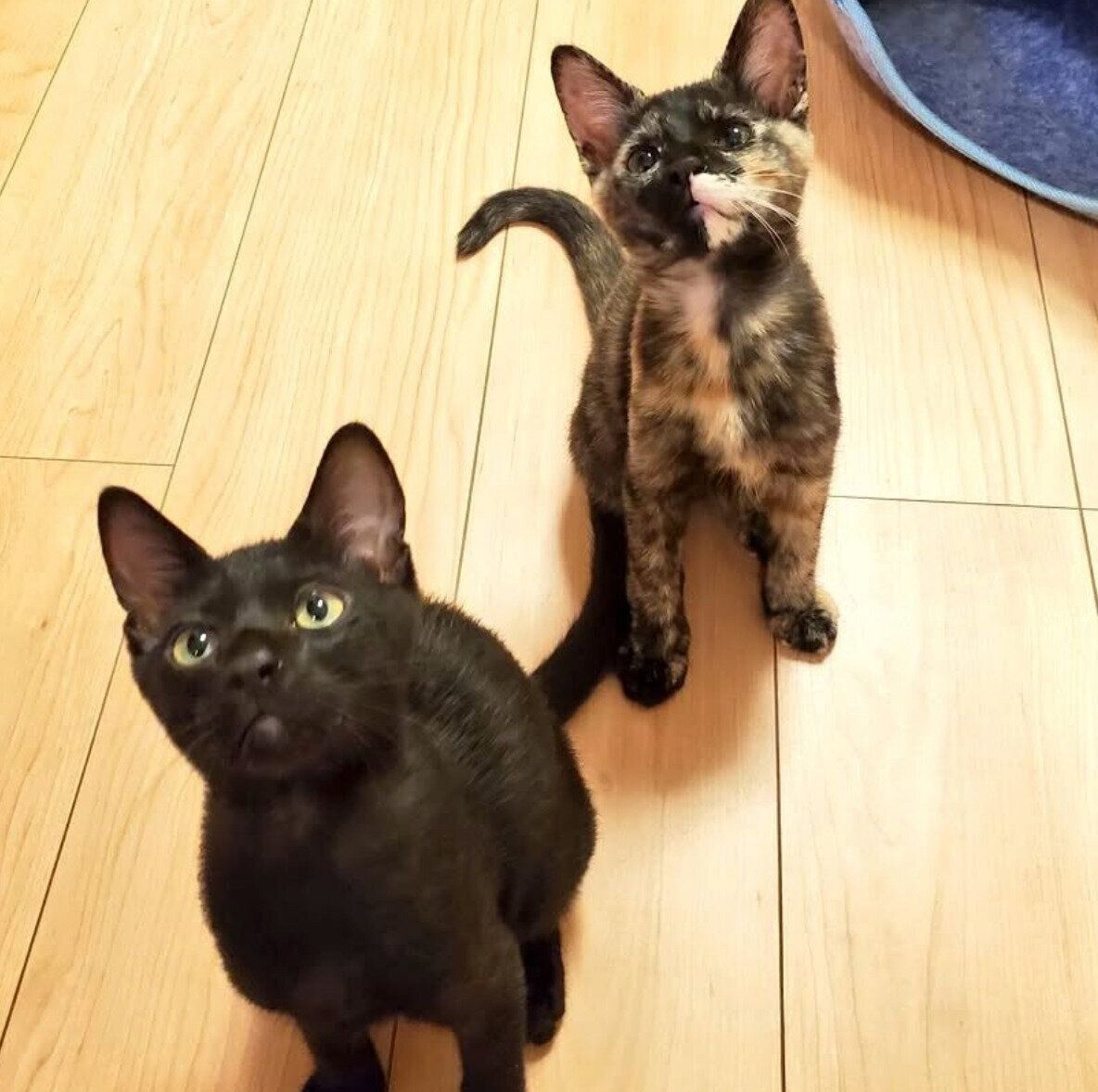 お迎え当時のサッサちゃん、クックくん