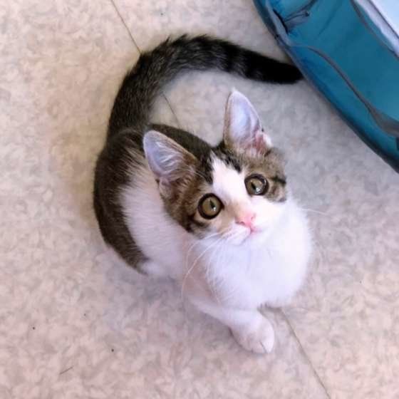 上目遣いのれもんちゃん