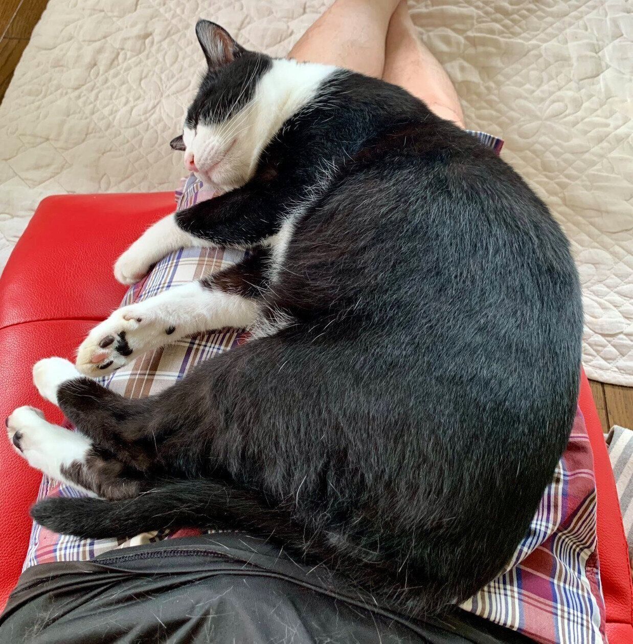 飼い主さんの膝の上で眠るカツオくん