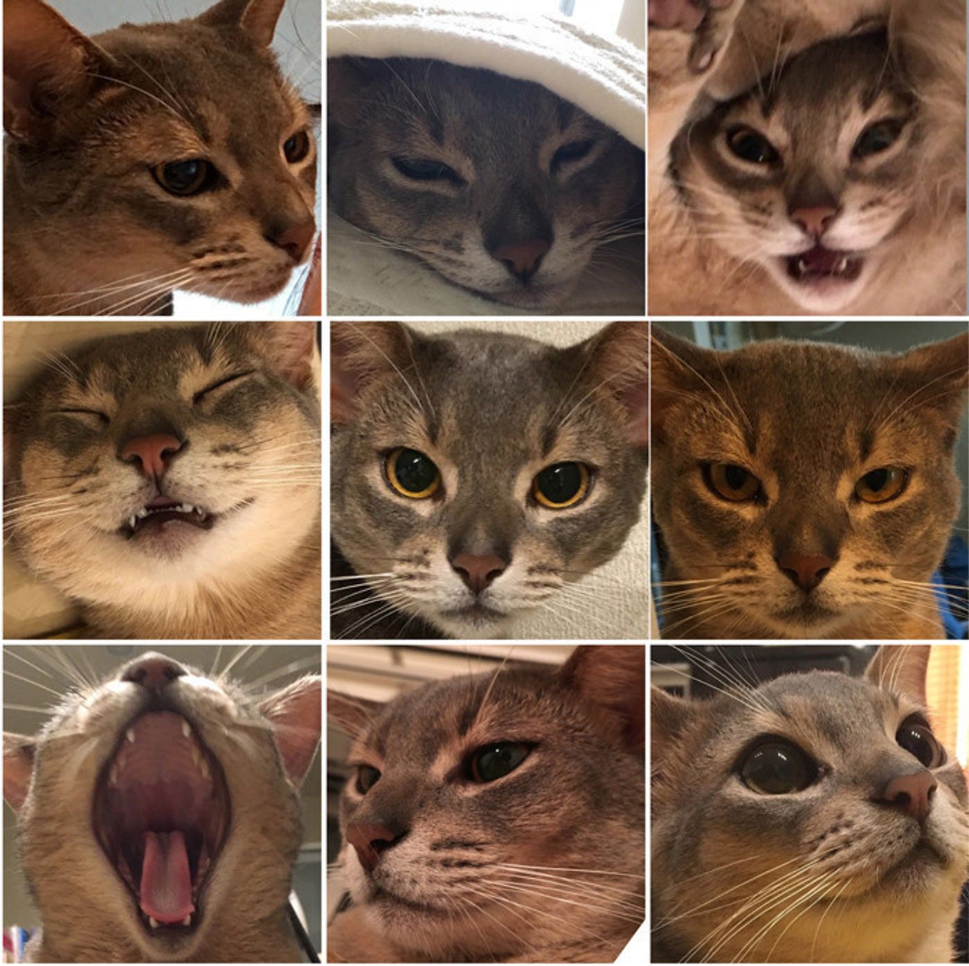 ニャンでこんなに表情豊かなの ねこの百面相 ねこのきもちweb Magazine ニャンでこんなに表情豊かなの ねこの百面相 ねこのきもちweb Magazine