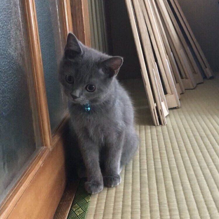 飼い主さん宅にやって来た頃のグリちゃん