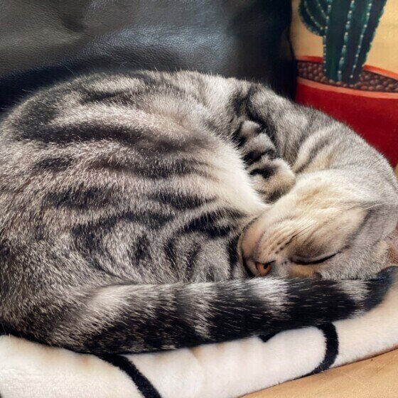 丸まって眠るアメリカン・ショートヘア