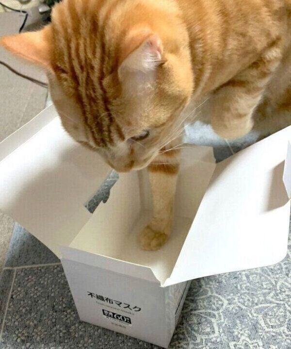 マスクの箱に入ろうとするまめさん