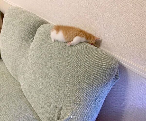 行き倒れるウニちゃん