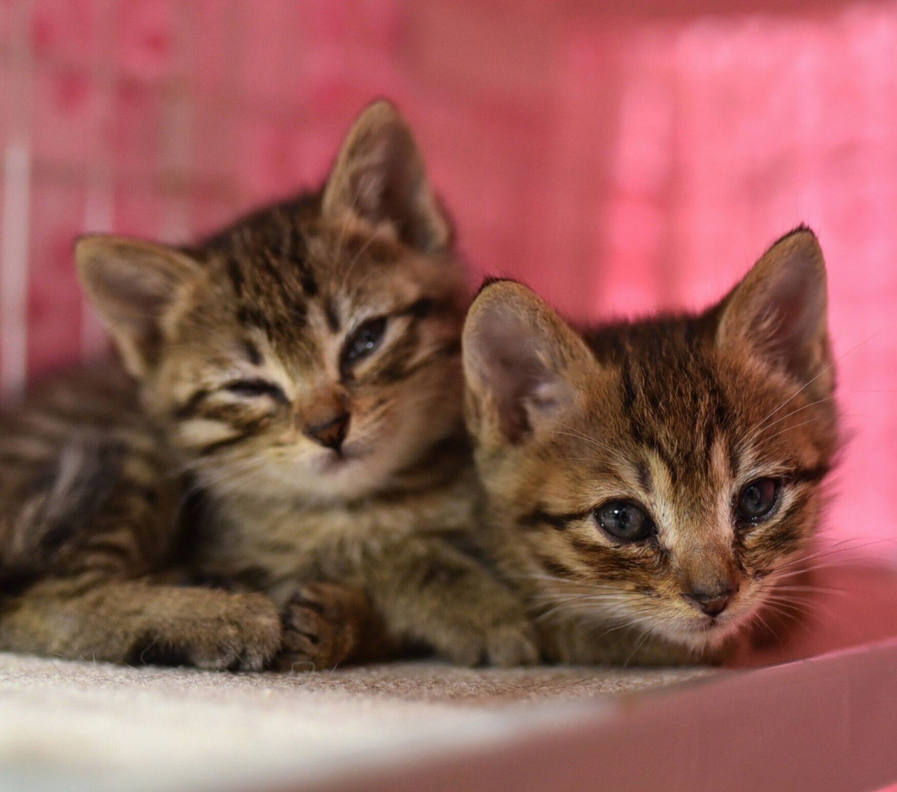 らんらんちゃん、るんるんちゃん