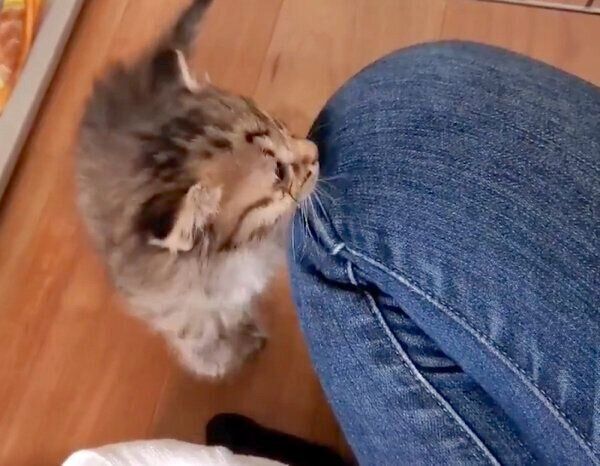 保護して3日目のみきちくん