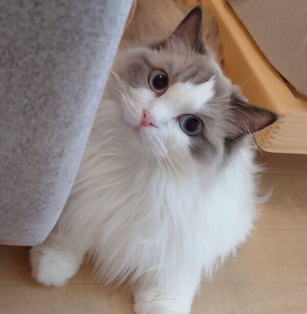 カメラ目線のルーシーちゃん