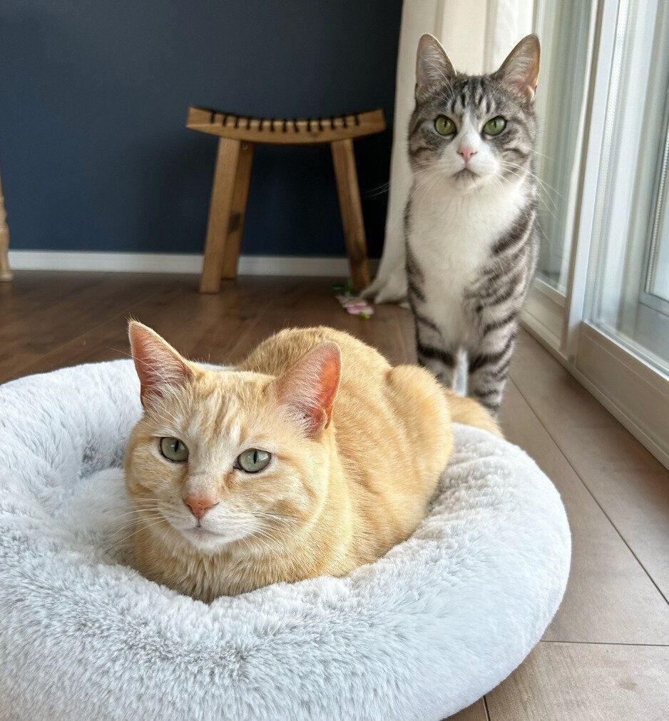 もいわちゃんと、弟猫・いぶきくん