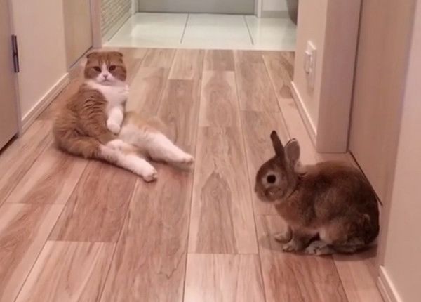 うさぎと見つめ合う猫