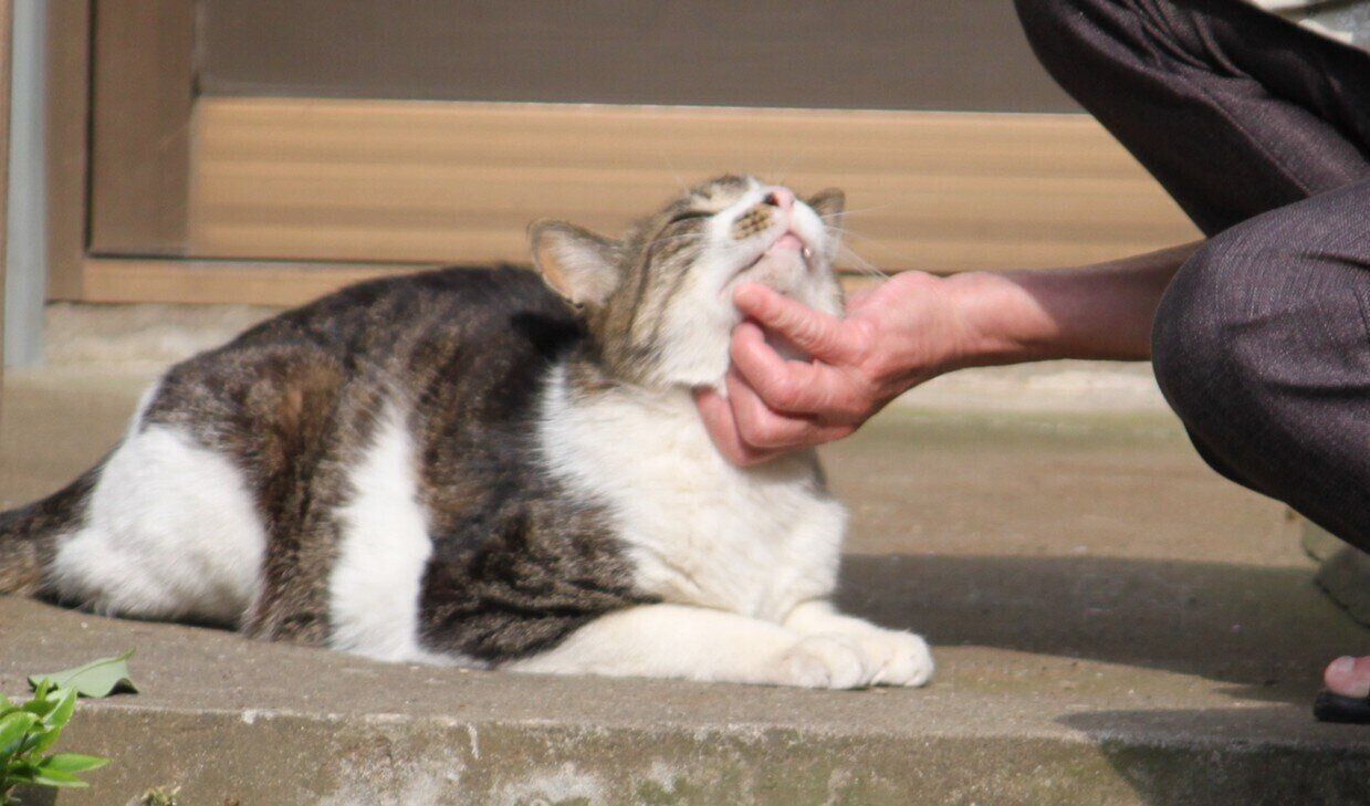 2020年に始動したとき は、100m歩けば30匹 の猫と出会う状況だっ た。コロナ禍で困難も 多い中、人にも猫にも 思いやりを大切にしな がら活動を続けた