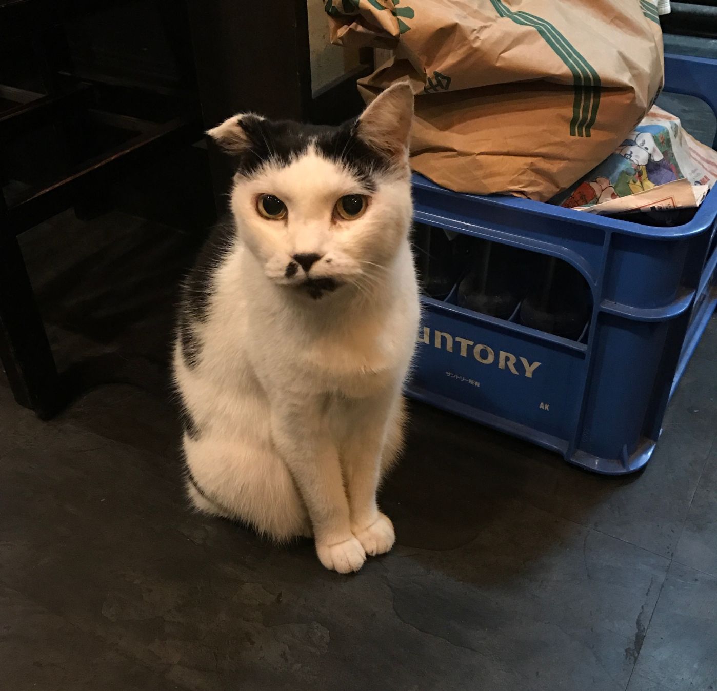 会えるかもしれない 猫の街 谷根千 の看板猫 ねこのきもちweb Magazine 会えるかもしれない 猫の街 谷根千 の看板猫 ねこのきもちweb Magazine