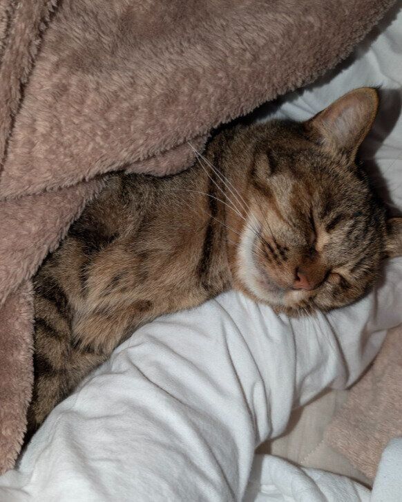 飼い主の腕枕で眠る猫
