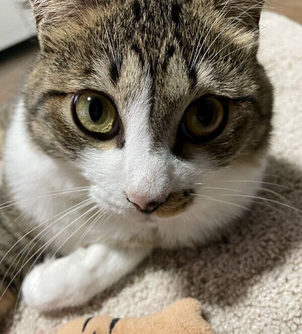 見つめるちいまくん