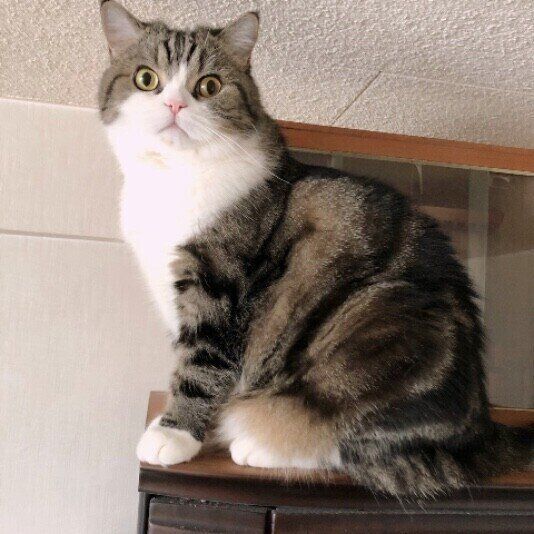 高いところに登った猫