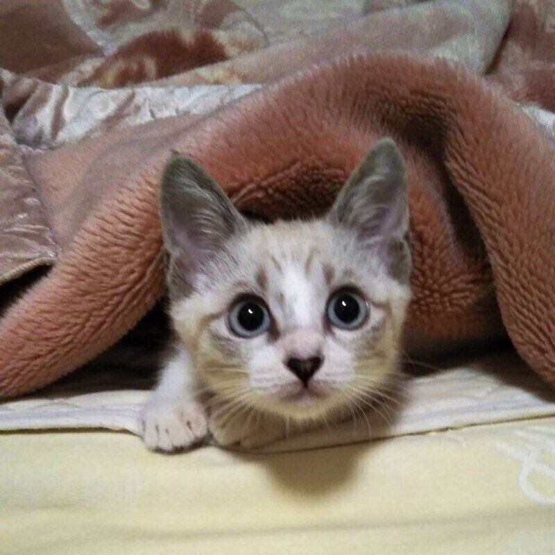 子猫のころから“美猫”なすいちゃん。