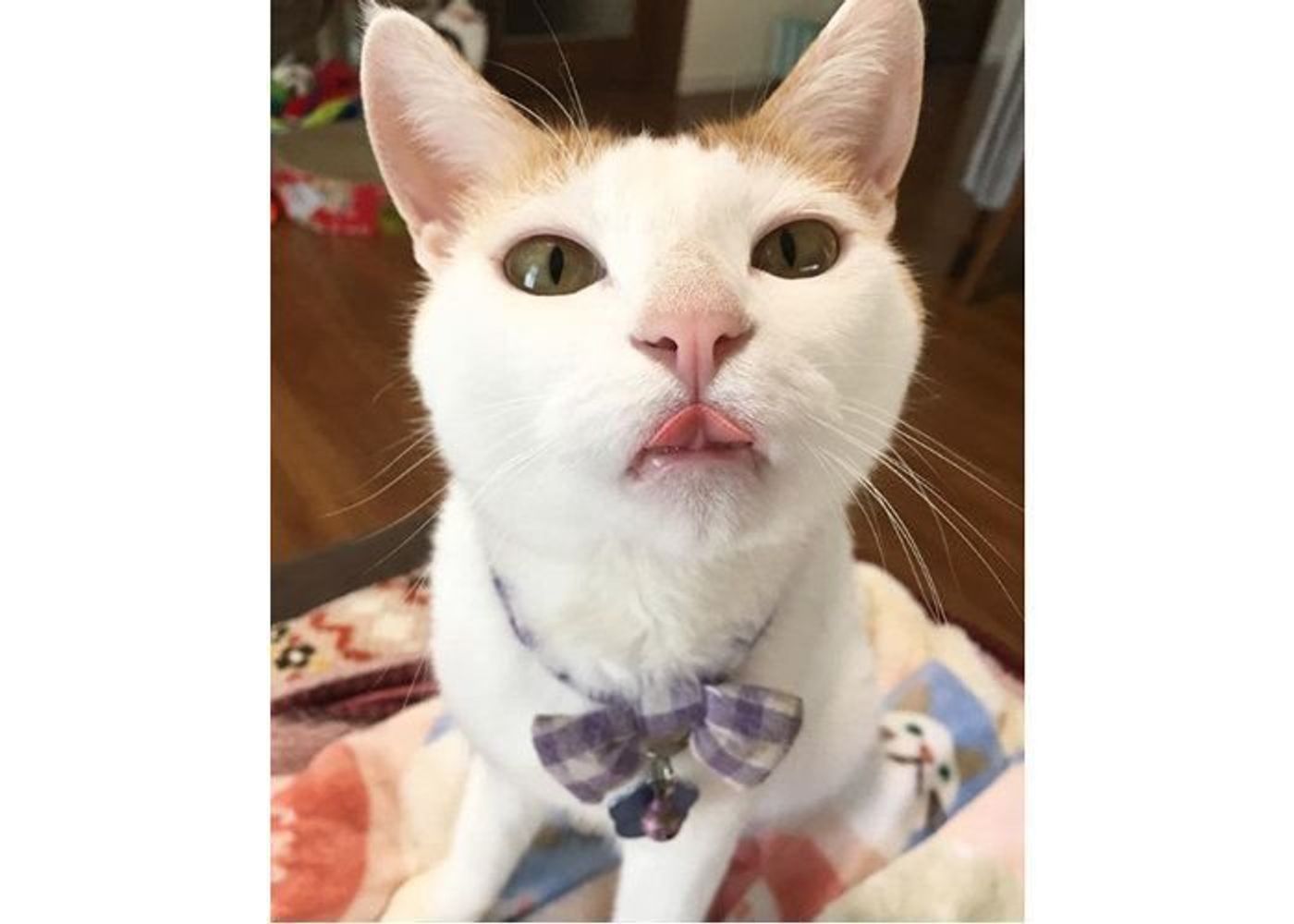 Pr 人気のインスタグラマーが紹介 Ciaoちゅ る とうちのこの楽しい一コマ うちのこが雑誌に載るチャンス ねこのきもちweb Magazine Pr 人気のインスタグラマーが紹介 Ciaoちゅ る とうちのこの楽しい一コマ うちのこが雑誌に載るチャンス ねこのきもちweb Magazine