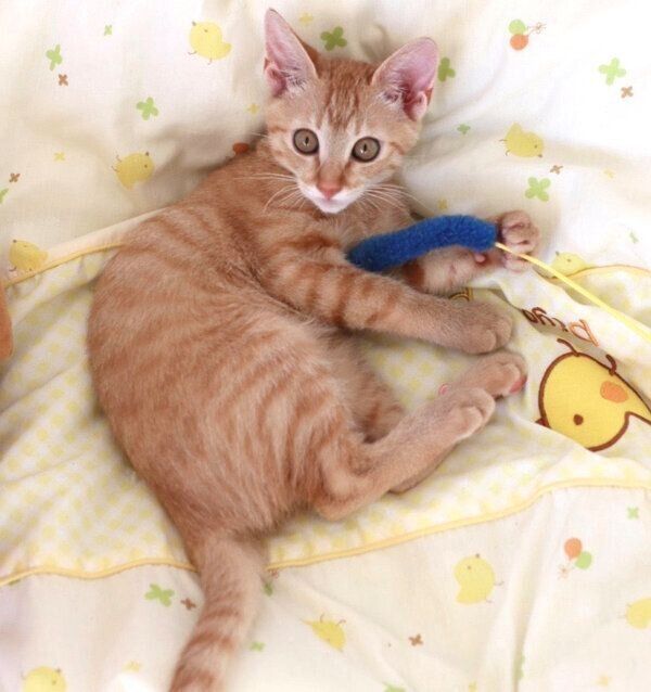 猫じゃらしで遊ぶとんかつちゃん